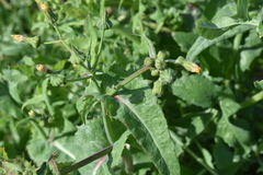Sonchus oleraceus