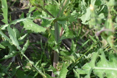 Sonchus oleraceus