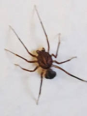 Scytodes velutina