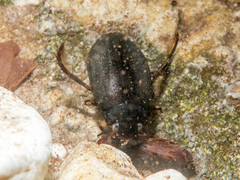 Meladema