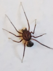 Scytodes velutina