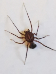 Scytodes velutina