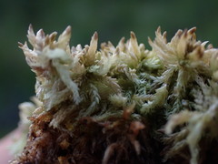Sphagnum tenellum