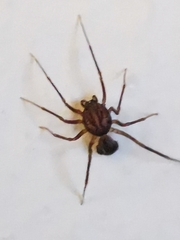 Scytodes velutina