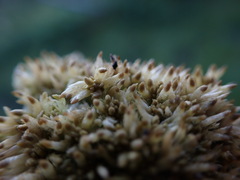Sphagnum tenellum