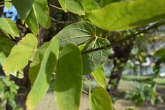 Bauhinia forficata