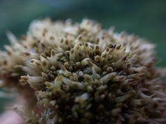 Sphagnum tenellum