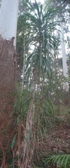 Cordyline stricta
