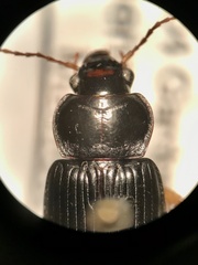 Anisodactylus verticalis