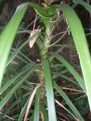 Cordyline stricta