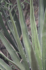 Agave difformis