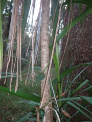 Cordyline stricta