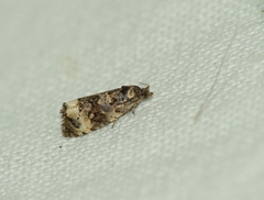 Endothenia marginana