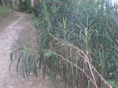 Cordyline stricta