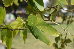 Bauhinia forficata