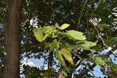 Bauhinia forficata