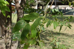 Bauhinia forficata
