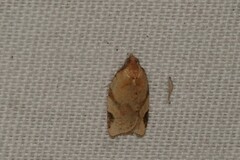 Paramesia gnomana