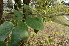 Bauhinia forficata