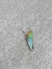 Cicadella viridis
