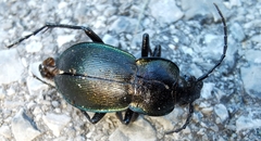 Morphocarabus