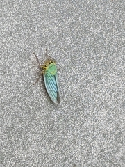 Cicadella viridis