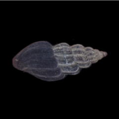 Propebela rufa