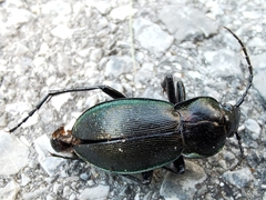 Morphocarabus