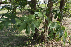 Bauhinia forficata