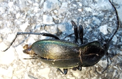 Morphocarabus