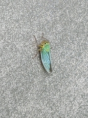 Cicadella viridis