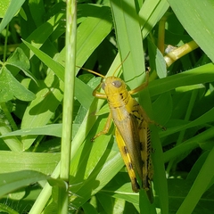Melanoplus differentialis