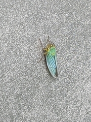 Cicadella viridis