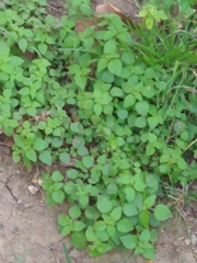 Angiospermae