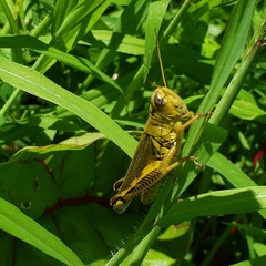Melanoplus differentialis