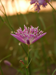 Cleome angulata