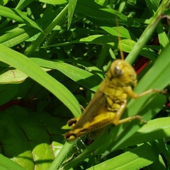 Melanoplus differentialis