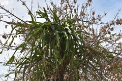 Selenicereus undatus