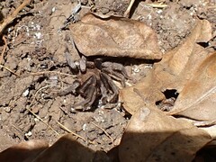 Cyrtopholis bartholomaei