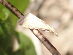 Microtheoris