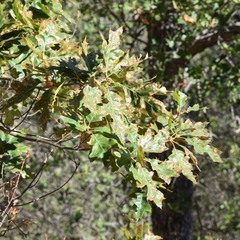 Sphaerulina quercicola