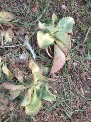 Angiospermae
