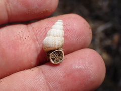Parachondria lineolata