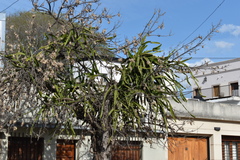 Selenicereus undatus