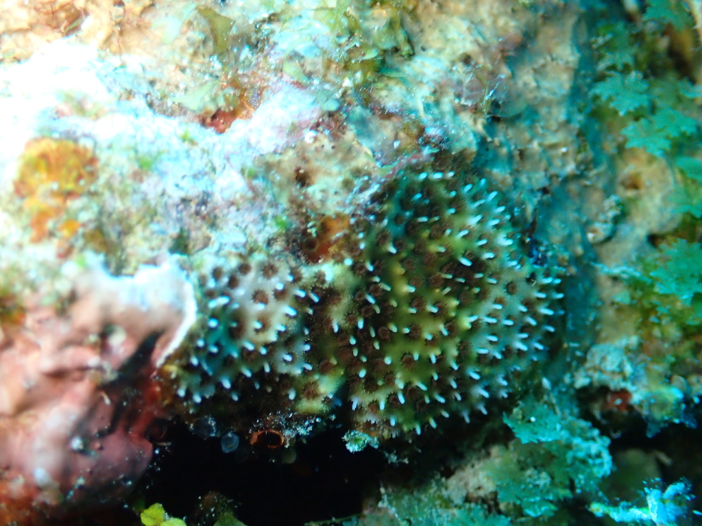 Stylocoeniella