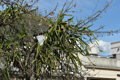 Selenicereus undatus