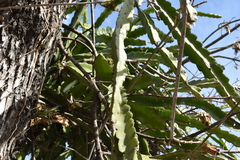 Selenicereus undatus