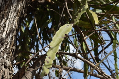 Selenicereus undatus