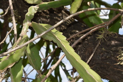 Selenicereus undatus