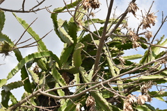 Selenicereus undatus